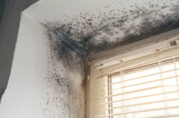 Affordable Mold Remediation solutions in Saddle River, NJ